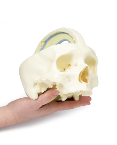 Cranio con Falce del cervello Erler Zimmer 3D anatomy Series