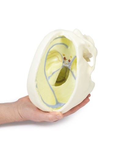 Cranio con Falce del cervello Erler Zimmer 3D anatomy Series