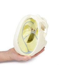 Cranio con Falce del cervello Erler Zimmer 3D anatomy Series