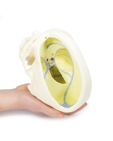 Cranio con Falce del cervello Erler Zimmer 3D anatomy Series