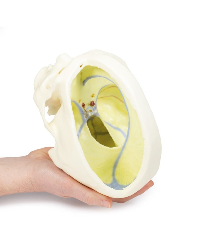 Cranio con Falce del cervello Erler Zimmer 3D anatomy Series