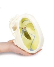 Cranio con Falce del cervello Erler Zimmer 3D anatomy Series