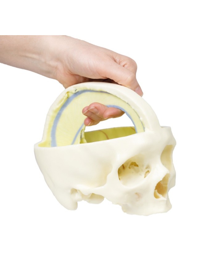 Cranio con Falce del cervello Erler Zimmer 3D anatomy Series