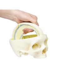 Cranio con Falce del cervello Erler Zimmer 3D anatomy Series