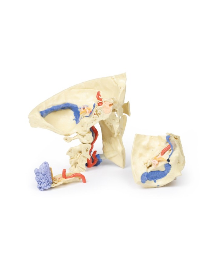 Modello anatomico di osso temporale in tre parti Erler Zimmer 3D anatomy