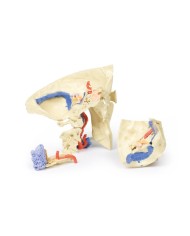 Modello anatomico di osso temporale in tre parti Erler Zimmer 3D anatomy