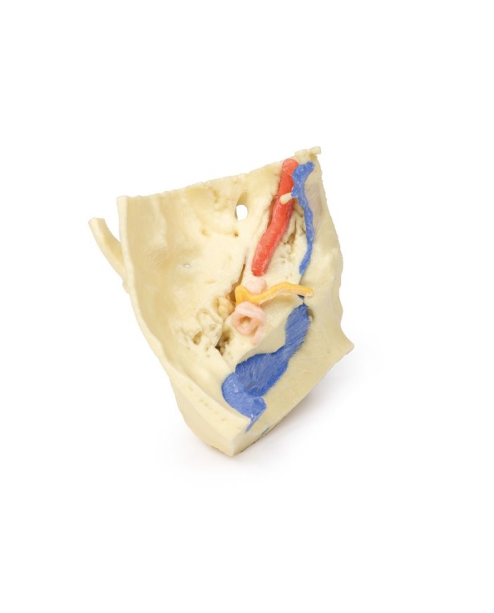 Modello anatomico di osso temporale in tre parti Erler Zimmer 3D anatomy