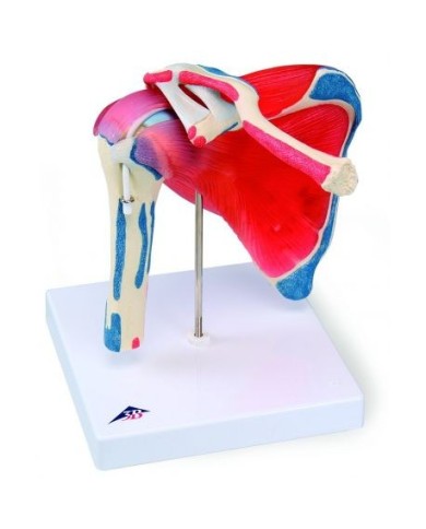 3B Scientific, Articolazione scapolomerale con cuffia dei rotatori, 5 pezzi A880