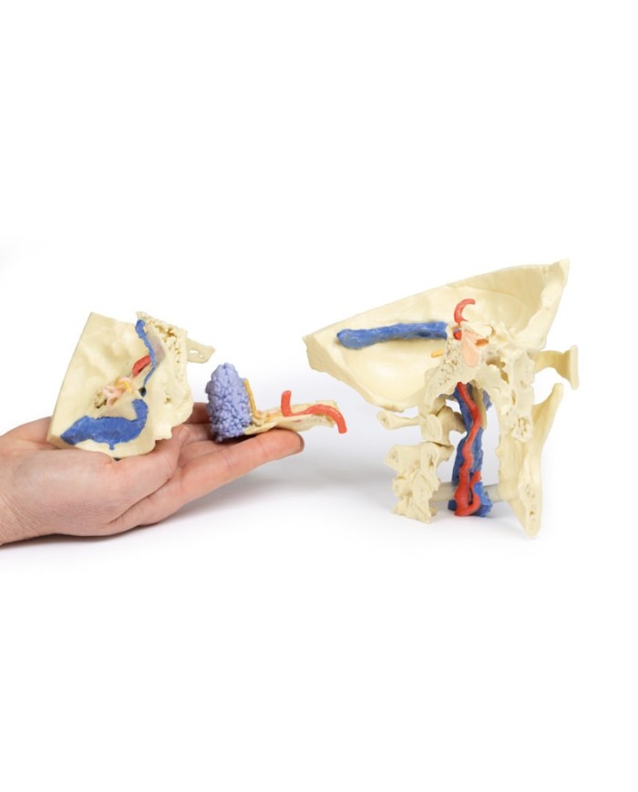 Modello anatomico di osso temporale in tre parti Erler Zimmer 3D anatomy