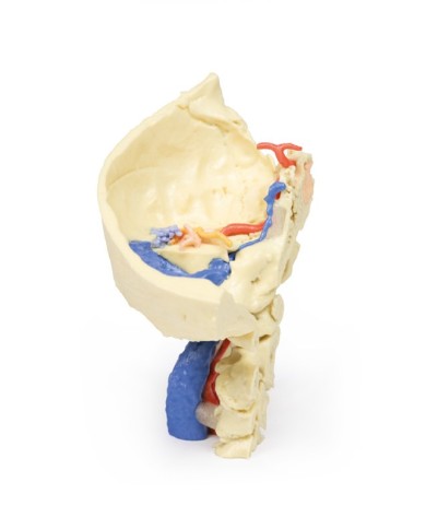 Modello anatomico di osso temporale in tre parti Erler Zimmer 3D anatomy