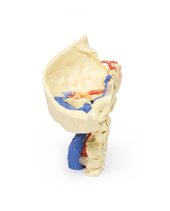 Modello anatomico di osso temporale in tre parti Erler Zimmer 3D anatomy