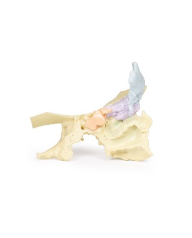 Modello di seno paranasale Erler Zimmer 3D anatomy Series