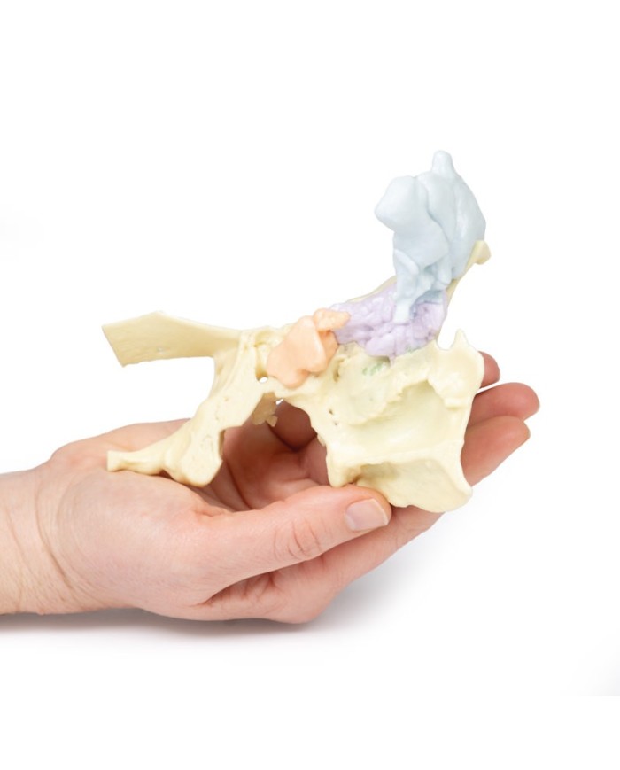 Modello di seno paranasale Erler Zimmer 3D anatomy Series