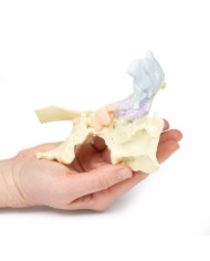 Modello di seno paranasale Erler Zimmer 3D anatomy Series