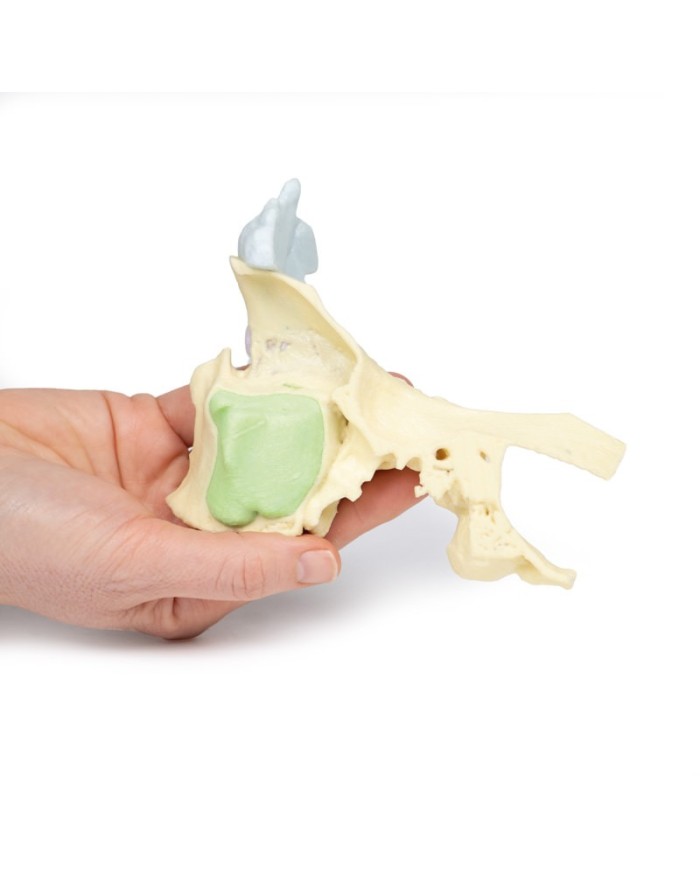 Modello di seno paranasale Erler Zimmer 3D anatomy Series