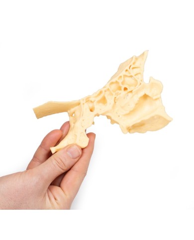 Modello di seno paranasale Erler Zimmer 3D anatomy Series