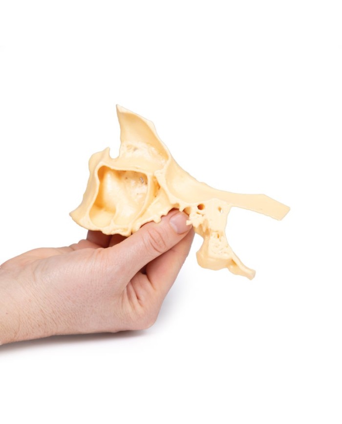 Modello di seno paranasale Erler Zimmer 3D anatomy Series