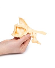 Modello di seno paranasale Erler Zimmer 3D anatomy Series