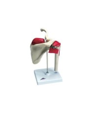 Spalla di sportivo W47002