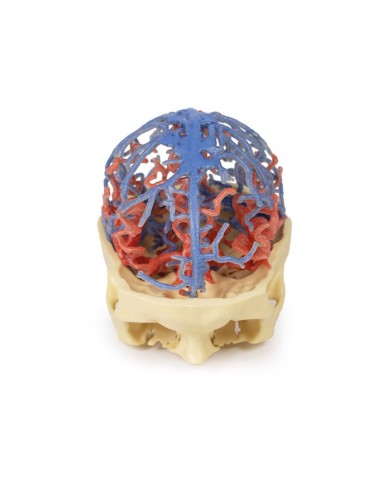 Circolazione arteriosa e venosa del cranio Erler Zimmer 3D anatomy Series