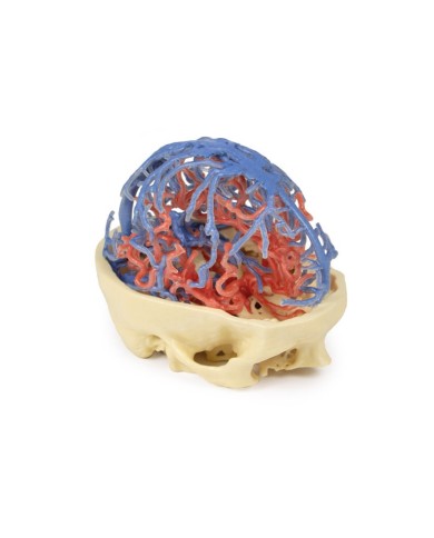 Circolazione arteriosa e venosa del cranio Erler Zimmer 3D anatomy Series