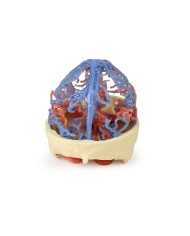 Circolazione arteriosa e venosa del cranio Erler Zimmer 3D anatomy Series