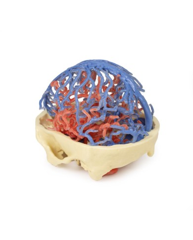 Circolazione arteriosa e venosa del cranio Erler Zimmer 3D anatomy Series