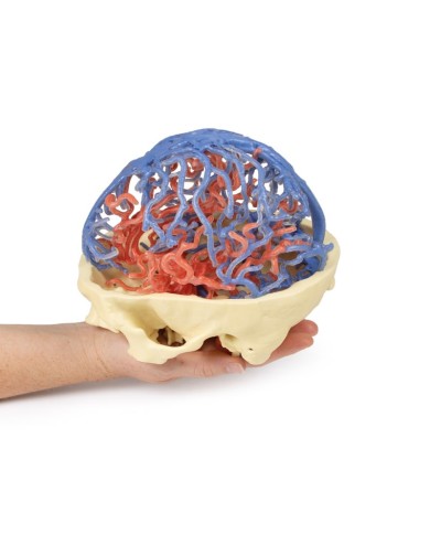 Circolazione arteriosa e venosa del cranio Erler Zimmer 3D anatomy Series