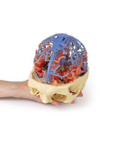 Circolazione arteriosa e venosa del cranio Erler Zimmer 3D anatomy Series