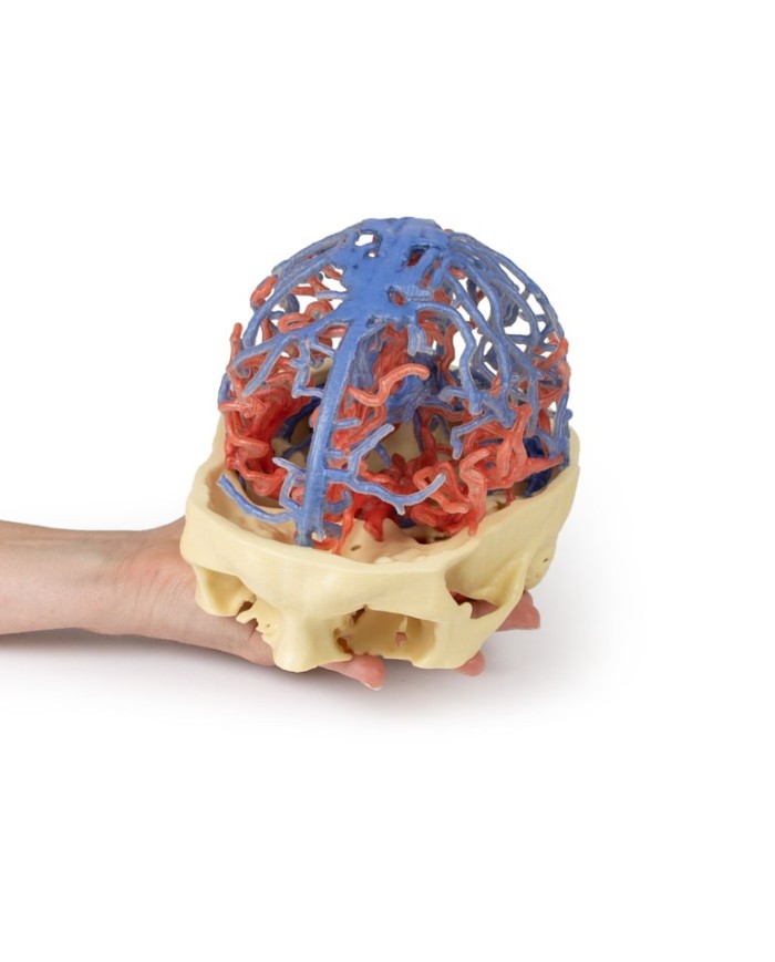 Circolazione arteriosa e venosa del cranio Erler Zimmer 3D anatomy Series