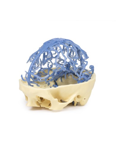 Circolazione venosa del cranio Erler Zimmer 3D anatomy Series MP1645