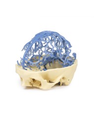 Circolazione venosa del cranio Erler Zimmer 3D anatomy Series MP1645