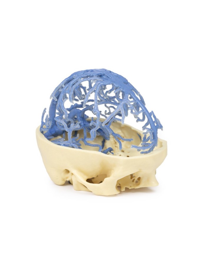 Circolazione venosa del cranio Erler Zimmer 3D anatomy Series MP1645