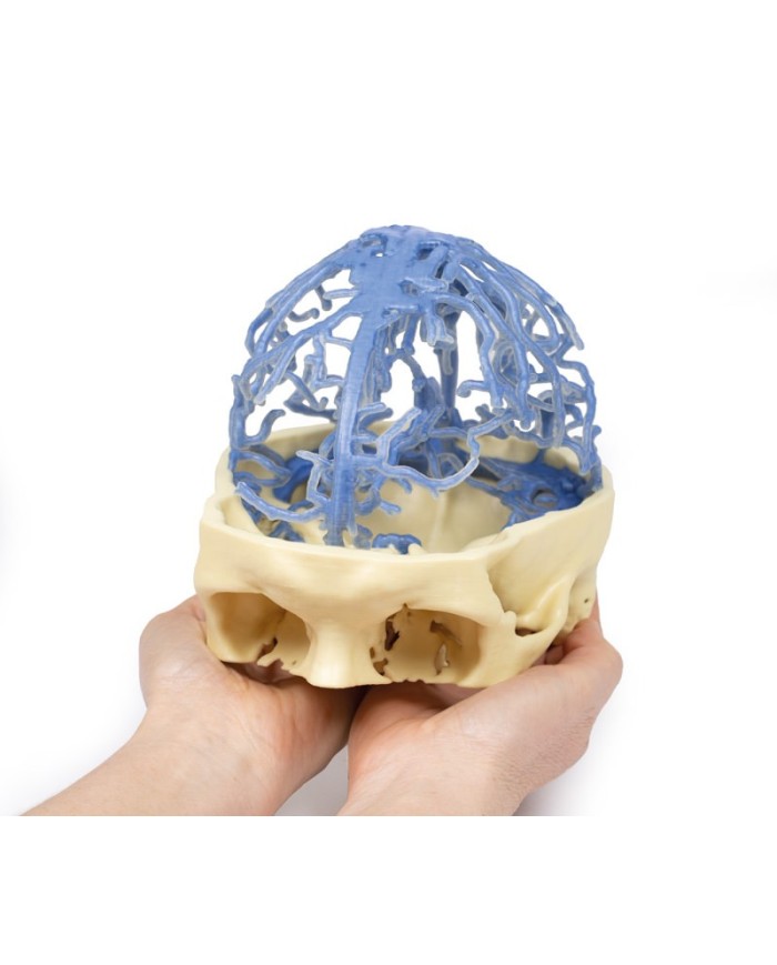Circolazione venosa del cranio Erler Zimmer 3D anatomy Series MP1645