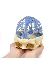 Circolazione venosa del cranio Erler Zimmer 3D anatomy Series MP1645