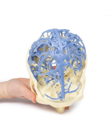 Circolazione venosa del cranio Erler Zimmer 3D anatomy Series MP1645