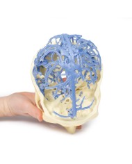 Circolazione venosa del cranio Erler Zimmer 3D anatomy Series MP1645