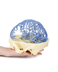 Circolazione venosa del cranio Erler Zimmer 3D anatomy Series MP1645