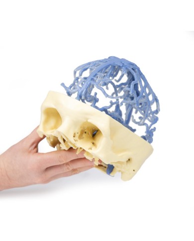 Circolazione venosa del cranio Erler Zimmer 3D anatomy Series MP1645
