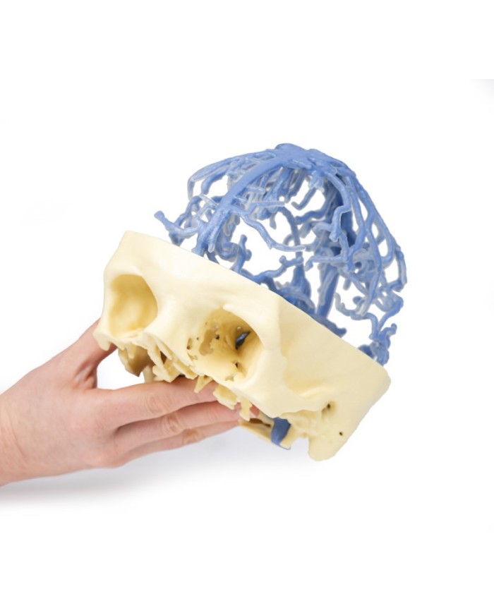 Circolazione venosa del cranio Erler Zimmer 3D anatomy Series MP1645