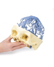 Circolazione venosa del cranio Erler Zimmer 3D anatomy Series MP1645