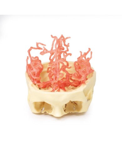 Circolazione arteriosa del cranio Erler Zimmer 3D anatomy Series MP1650