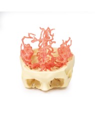 Circolazione arteriosa del cranio Erler Zimmer 3D anatomy Series MP1650