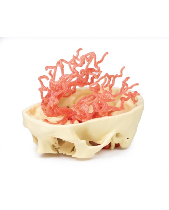 Circolazione arteriosa del cranio Erler Zimmer 3D anatomy Series MP1650