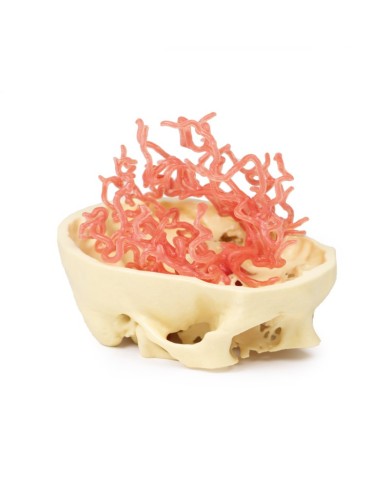 Circolazione arteriosa del cranio Erler Zimmer 3D anatomy Series MP1650