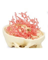 Circolazione arteriosa del cranio Erler Zimmer 3D anatomy Series MP1650