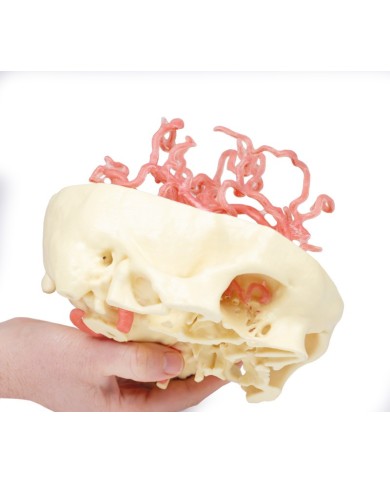 Circolazione arteriosa del cranio Erler Zimmer 3D anatomy Series MP1650