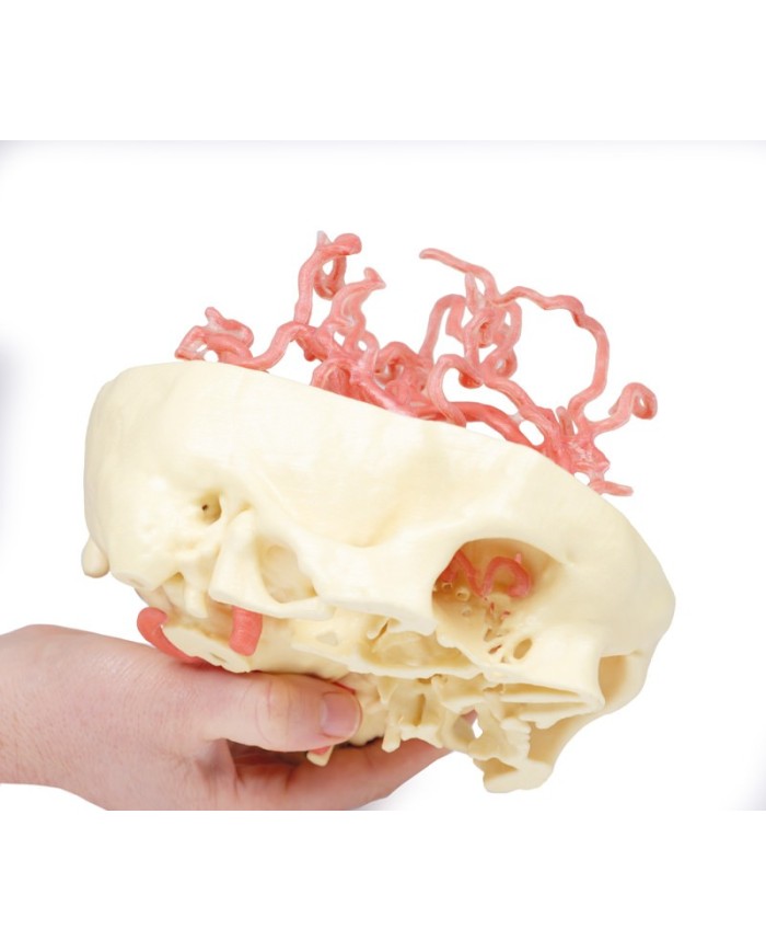 Circolazione arteriosa del cranio Erler Zimmer 3D anatomy Series MP1650