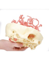 Circolazione arteriosa del cranio Erler Zimmer 3D anatomy Series MP1650