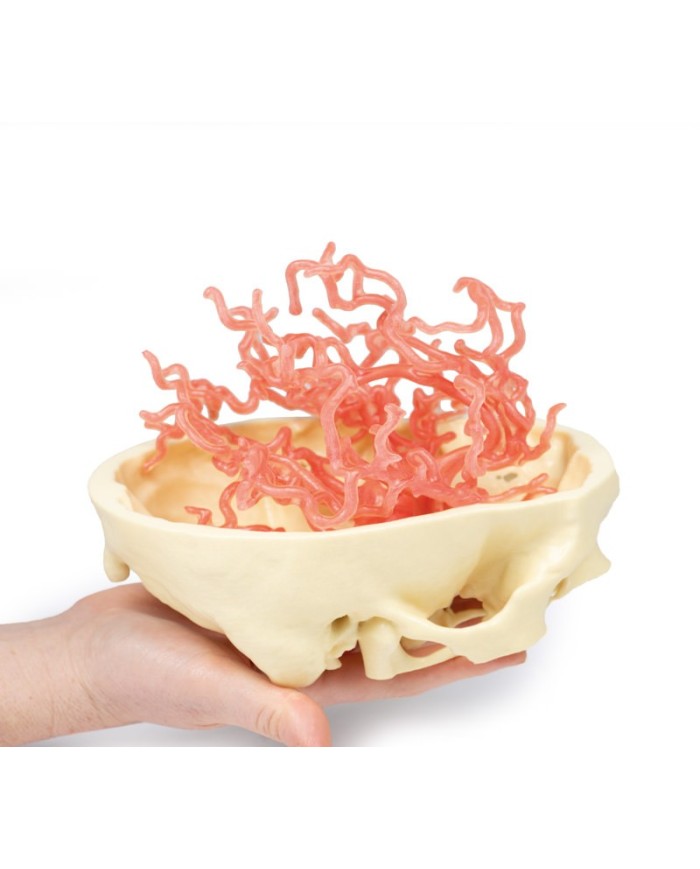 Circolazione arteriosa del cranio Erler Zimmer 3D anatomy Series MP1650